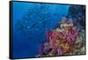 Fiji. Reef with coral and black snapper fish.-Jaynes Gallery-Framed Stretched Canvas