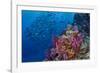 Fiji. Reef with coral and black snapper fish.-Jaynes Gallery-Framed Photographic Print