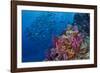 Fiji. Reef with coral and black snapper fish.-Jaynes Gallery-Framed Photographic Print