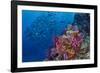 Fiji. Reef with coral and black snapper fish.-Jaynes Gallery-Framed Photographic Print