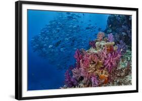 Fiji. Reef with coral and black snapper fish.-Jaynes Gallery-Framed Photographic Print