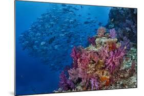 Fiji. Reef with coral and black snapper fish.-Jaynes Gallery-Mounted Photographic Print