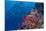 Fiji. Reef with coral and black snapper fish.-Jaynes Gallery-Mounted Photographic Print