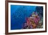 Fiji. Reef with coral and black snapper fish.-Jaynes Gallery-Framed Photographic Print