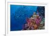 Fiji. Reef with coral and black snapper fish.-Jaynes Gallery-Framed Premium Photographic Print