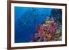 Fiji. Reef with coral and black snapper fish.-Jaynes Gallery-Framed Premium Photographic Print