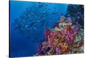 Fiji. Reef with coral and black snapper fish.-Jaynes Gallery-Stretched Canvas