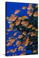 Fiji. Schooling scalefin anthia fish.-Jaynes Gallery-Stretched Canvas