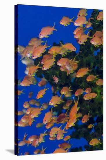 Fiji. Schooling scalefin anthia fish.-Jaynes Gallery-Stretched Canvas