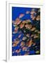 Fiji. Schooling scalefin anthia fish.-Jaynes Gallery-Framed Photographic Print