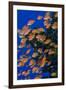 Fiji. Schooling scalefin anthia fish.-Jaynes Gallery-Framed Photographic Print