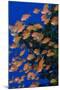 Fiji. Schooling scalefin anthia fish.-Jaynes Gallery-Mounted Photographic Print