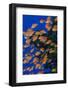 Fiji. Schooling scalefin anthia fish.-Jaynes Gallery-Framed Photographic Print