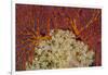 Fiji. Sea fan and soft corals.-Jaynes Gallery-Framed Photographic Print