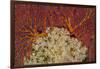 Fiji. Sea fan and soft corals.-Jaynes Gallery-Framed Photographic Print