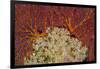 Fiji. Sea fan and soft corals.-Jaynes Gallery-Framed Photographic Print