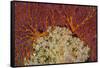 Fiji. Sea fan and soft corals.-Jaynes Gallery-Framed Stretched Canvas