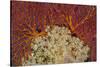 Fiji. Sea fan and soft corals.-Jaynes Gallery-Stretched Canvas