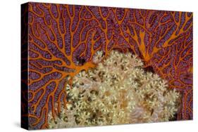 Fiji. Sea fan and soft corals.-Jaynes Gallery-Stretched Canvas