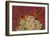 Fiji. Sea fan and soft corals.-Jaynes Gallery-Framed Photographic Print