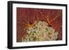 Fiji. Sea fan and soft corals.-Jaynes Gallery-Framed Photographic Print