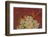 Fiji. Sea fan and soft corals.-Jaynes Gallery-Framed Photographic Print