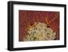 Fiji. Sea fan and soft corals.-Jaynes Gallery-Framed Photographic Print