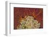 Fiji. Sea fan and soft corals.-Jaynes Gallery-Framed Photographic Print