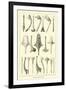 Fijian War Clubs-null-Framed Giclee Print