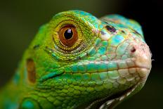 Green Iguana Closeup-FikMik-Photographic Print