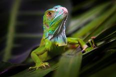Green Iguana in Dark-FikMik-Photographic Print
