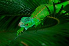 Green Iguana in Dark-FikMik-Photographic Print