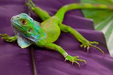 Green Iguana on Leaf-FikMik-Photographic Print