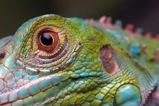 Green Iguana Closeup-FikMik-Photographic Print