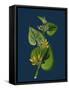 Filago Gallica; Narrow-Leaved Cudweed-null-Framed Stretched Canvas