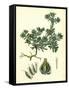 Filago Spathulata Spathulate Cudweed-null-Framed Stretched Canvas