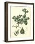 Filago Spathulata Spathulate Cudweed-null-Framed Giclee Print