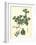 Filago Spathulata Spathulate Cudweed-null-Framed Giclee Print