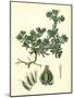 Filago Spathulata Spathulate Cudweed-null-Mounted Giclee Print