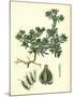 Filago Spathulata Spathulate Cudweed-null-Mounted Giclee Print