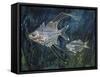 Filament Glassfish (Gymnochanda Filamentosa), Ambassidae-null-Framed Stretched Canvas