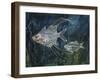 Filament Glassfish (Gymnochanda Filamentosa), Ambassidae-null-Framed Giclee Print