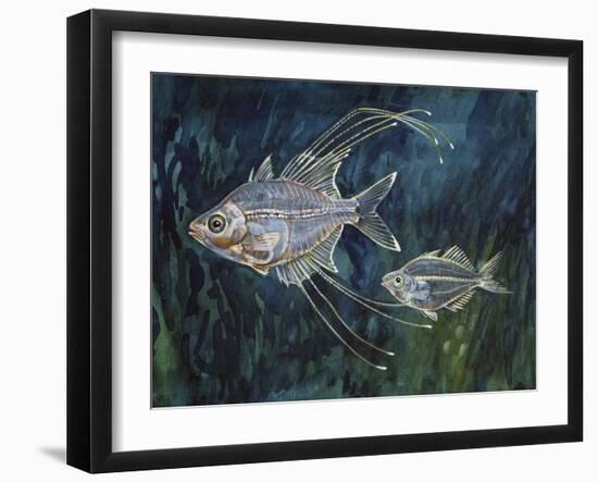 Filament Glassfish (Gymnochanda Filamentosa), Ambassidae-null-Framed Giclee Print