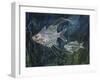 Filament Glassfish (Gymnochanda Filamentosa), Ambassidae-null-Framed Giclee Print