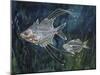 Filament Glassfish (Gymnochanda Filamentosa), Ambassidae-null-Mounted Giclee Print