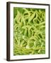 Filament of a Pieris Flower-Micro Discovery-Framed Photographic Print