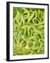 Filament of a Pieris Flower-Micro Discovery-Framed Photographic Print