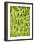 Filament of a Pieris Flower-Micro Discovery-Framed Photographic Print