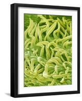 Filament of a Pieris Flower-Micro Discovery-Framed Photographic Print