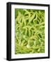 Filament of a Pieris Flower-Micro Discovery-Framed Photographic Print